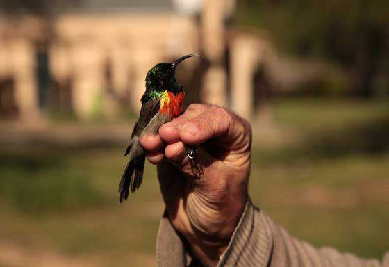 Working with birds